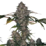 Black Domina XXL Autoflower 19% THC