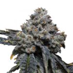 Blue Cheese 040 Cannabissamen, Feminisierte Indica Samen