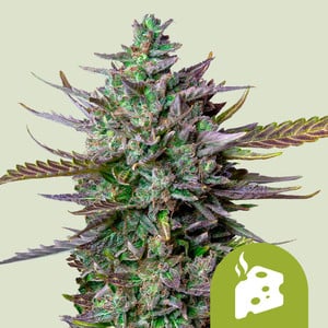 Blue Cheese Auto - Royal Queen Seeds
