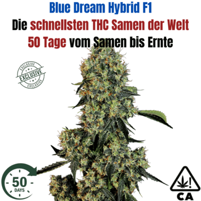 Blue Dream F1 Hybrid THC Cannabis Samen - CBD040