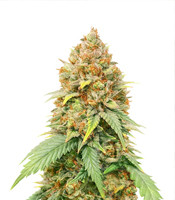 Blueberry Cheese - Herbies