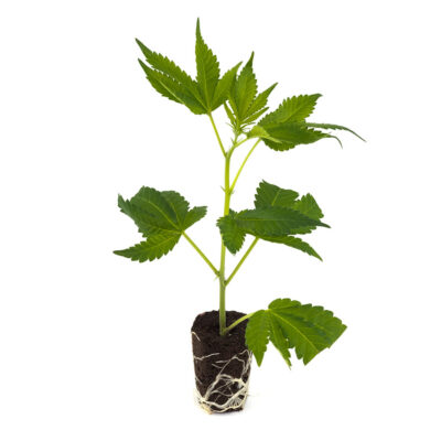 Blueberry - Hanfgarten