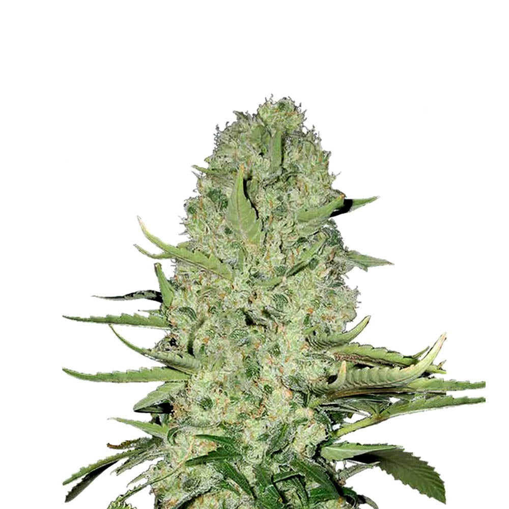 Hindu Kush 040 Cannabis Samen Indica Autoflowering - CBD040