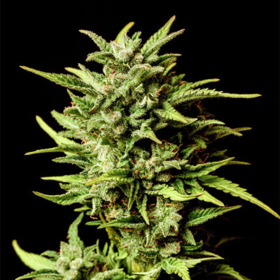 Break-up Cake Auto - Kannabia