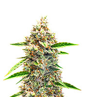 Bruce Banner #3 Auto - Herbies