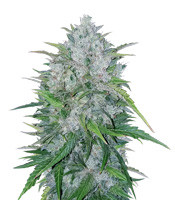 Bruce Banner #3 - Herbies
