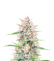 Bruce Banner Autoflower - Herbies