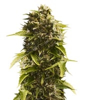 Bubba Cheese Auto - Herbies