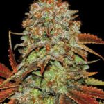 Bubblegum Extra Seeds Feminisiert 27% THC