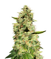 Burmese Kush - Herbies