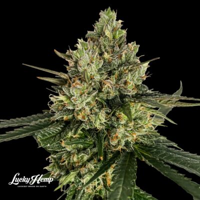 Cadillac Rainbow Samen Feminisiert - Lucky Hemp