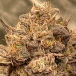 Cake and Punch Steckling