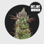 Cali Genetics Gorilla Glue #4 25% THC full season