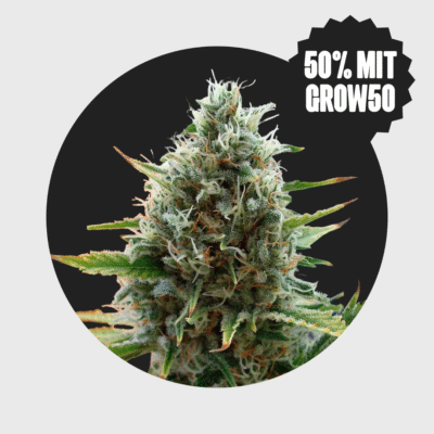 Cali Genetics Papaya 27% THC fast flowering - Happy420