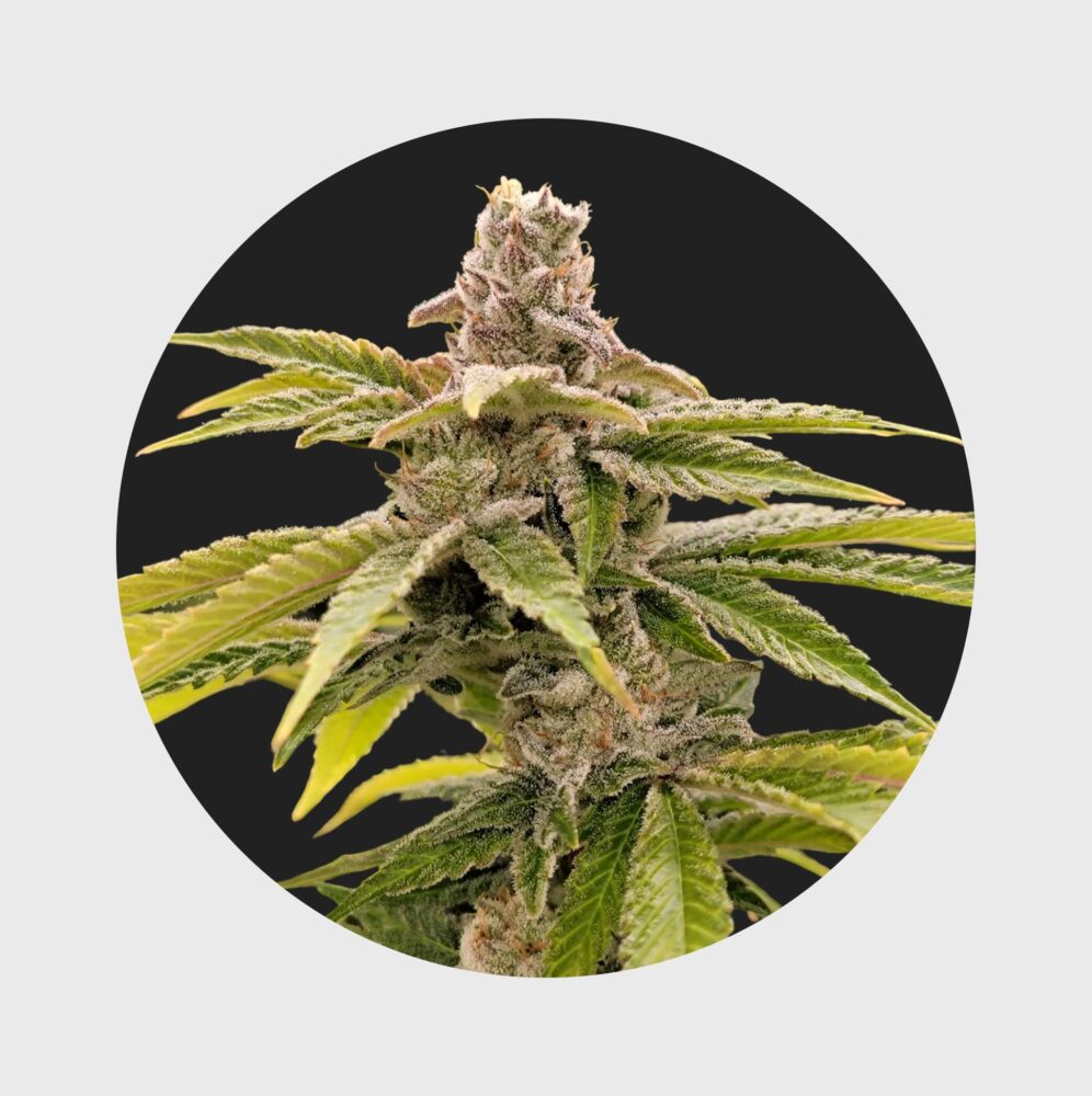 Cali Genetics Strawberry Guava 33% THC  fast flowering - Happy420