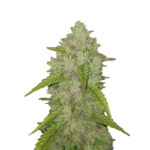 Caramellow Kush 040 Cannabis Samen, Autoflowering Indica Samen