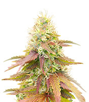 CBD Apple Betty Auto - Herbies