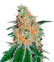 CBD JAM - Herbies