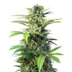 Chem Beyond Diesel CBD