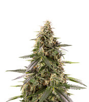Chem-Bomb Auto - Herbies