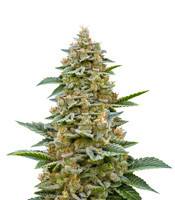 Chemdawg #4 - Herbies