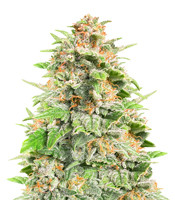 Cherry Cola Auto - Herbies
