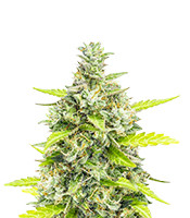 Choco Thai Auto - Herbies