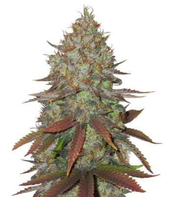 Cinnamon Buddha OG - Herbies