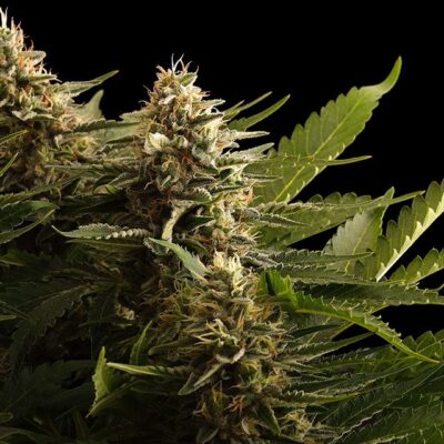 Colombian Jack - Kannabia