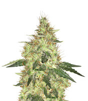 Cookie Dawg - Herbies