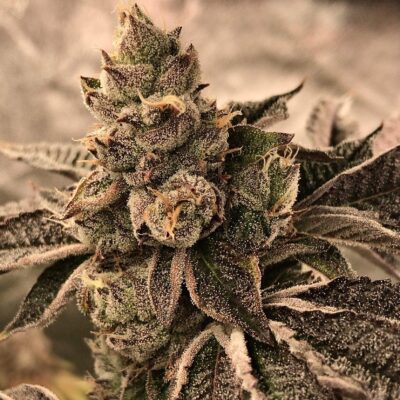 Cookies and Cream Samen Feminisiert - Lucky Hemp