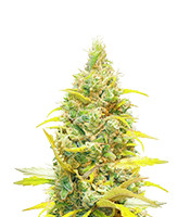 Critical Daddy - Herbies