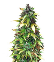 Critical Impact - Herbies