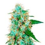 Critical Neville Haze 2.0