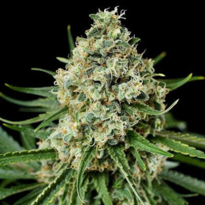 Critical Seeds Feminisiert 26% THC - East Smoke