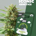 Critical XXL Iconic Seeds