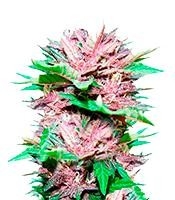 Dark Purple Auto - Herbies
