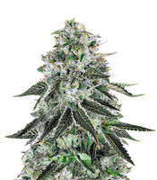 Dark Star x AK-49 - Herbies