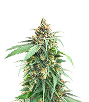 Delicious Cookies - Herbies