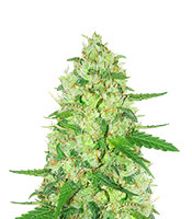 Diesel Berry Auto - Herbies