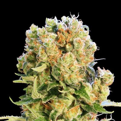 Diesel Glue - Kannabia