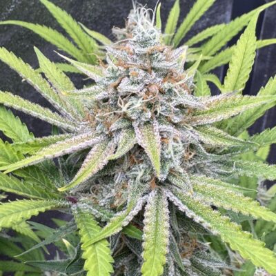 Diesel Samen Automatik - Lucky Hemp