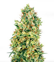Doctor Jamaica Auto - Herbies