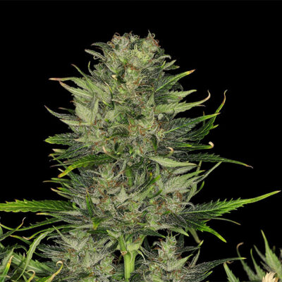 Dosidos Auto - Kannabia