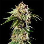 DoSiDos Autoflower Seeds 23% THC