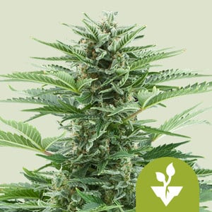 Easy Bud - Royal Queen Seeds