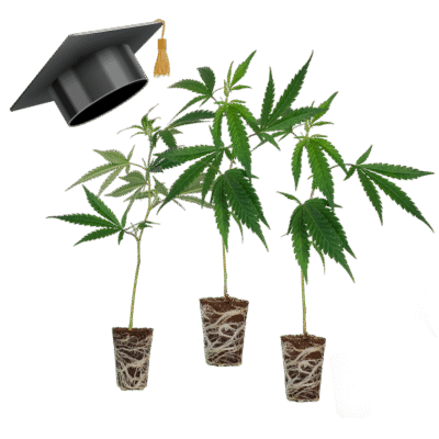 Einsteiger Set Stecklinge - Lucky Hemp