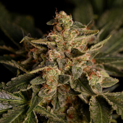 Forbidden Fruit Samen Feminisiert - Lucky Hemp