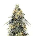 G.S. Cookies Feminized