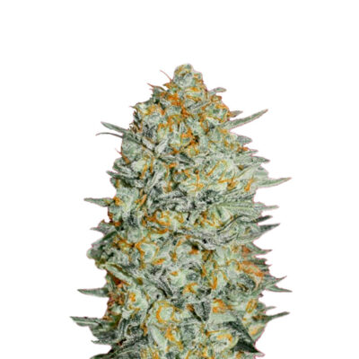 Gelato 040 Cannabis Samen Feminisiert Hybrid - CBD040